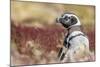 Magellanic Penguin, Portrait at Burrow. Falkland Islands-Martin Zwick-Mounted Photographic Print