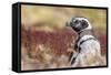 Magellanic Penguin, Portrait at Burrow. Falkland Islands-Martin Zwick-Framed Stretched Canvas