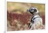 Magellanic Penguin, Portrait at Burrow. Falkland Islands-Martin Zwick-Framed Premium Photographic Print