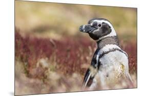 Magellanic Penguin, Portrait at Burrow. Falkland Islands-Martin Zwick-Mounted Premium Photographic Print