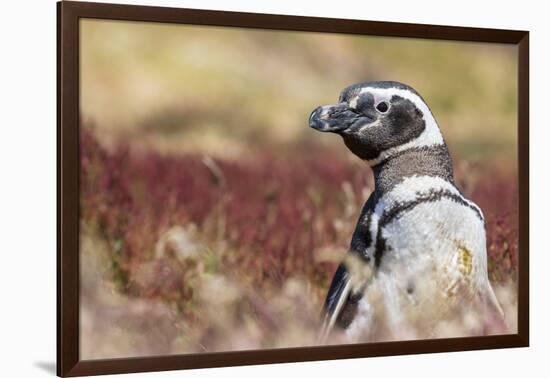 Magellanic Penguin, Portrait at Burrow. Falkland Islands-Martin Zwick-Framed Photographic Print