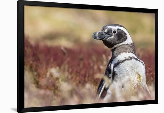 Magellanic Penguin, Portrait at Burrow. Falkland Islands-Martin Zwick-Framed Photographic Print