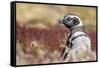 Magellanic Penguin, Portrait at Burrow. Falkland Islands-Martin Zwick-Framed Stretched Canvas