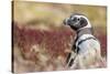 Magellanic Penguin, Portrait at Burrow. Falkland Islands-Martin Zwick-Stretched Canvas