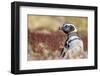 Magellanic Penguin, Portrait at Burrow. Falkland Islands-Martin Zwick-Framed Photographic Print