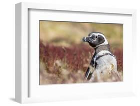 Magellanic Penguin, Portrait at Burrow. Falkland Islands-Martin Zwick-Framed Photographic Print