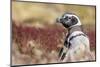 Magellanic Penguin, Portrait at Burrow. Falkland Islands-Martin Zwick-Mounted Photographic Print