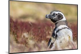 Magellanic Penguin, Portrait at Burrow. Falkland Islands-Martin Zwick-Mounted Photographic Print