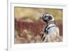 Magellanic Penguin, Portrait at Burrow. Falkland Islands-Martin Zwick-Framed Photographic Print