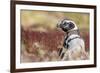 Magellanic Penguin, Portrait at Burrow. Falkland Islands-Martin Zwick-Framed Photographic Print