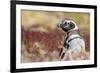 Magellanic Penguin, Portrait at Burrow. Falkland Islands-Martin Zwick-Framed Photographic Print