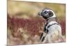 Magellanic Penguin, Portrait at Burrow. Falkland Islands-Martin Zwick-Mounted Photographic Print