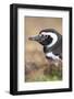 Magellanic Penguin, Portrait at Burrow. Falkland Islands-Martin Zwick-Framed Photographic Print