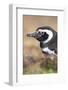 Magellanic Penguin, Portrait at Burrow. Falkland Islands-Martin Zwick-Framed Photographic Print