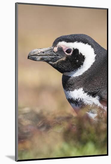 Magellanic Penguin, Portrait at Burrow. Falkland Islands-Martin Zwick-Mounted Photographic Print