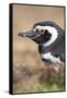 Magellanic Penguin, Portrait at Burrow. Falkland Islands-Martin Zwick-Framed Stretched Canvas