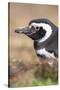 Magellanic Penguin, Portrait at Burrow. Falkland Islands-Martin Zwick-Stretched Canvas