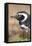 Magellanic Penguin, Portrait at Burrow. Falkland Islands-Martin Zwick-Framed Stretched Canvas