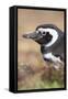 Magellanic Penguin, Portrait at Burrow. Falkland Islands-Martin Zwick-Framed Stretched Canvas