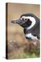 Magellanic Penguin, Portrait at Burrow. Falkland Islands-Martin Zwick-Stretched Canvas