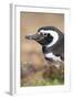 Magellanic Penguin, Portrait at Burrow. Falkland Islands-Martin Zwick-Framed Photographic Print