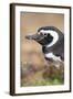 Magellanic Penguin, Portrait at Burrow. Falkland Islands-Martin Zwick-Framed Photographic Print