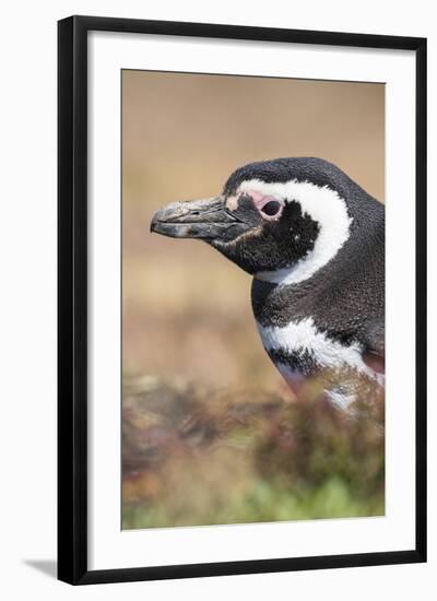 Magellanic Penguin, Portrait at Burrow. Falkland Islands-Martin Zwick-Framed Photographic Print