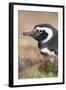 Magellanic Penguin, Portrait at Burrow. Falkland Islands-Martin Zwick-Framed Photographic Print