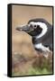 Magellanic Penguin, Portrait at Burrow. Falkland Islands-Martin Zwick-Framed Stretched Canvas