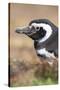 Magellanic Penguin, Portrait at Burrow. Falkland Islands-Martin Zwick-Stretched Canvas