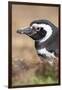 Magellanic Penguin, Portrait at Burrow. Falkland Islands-Martin Zwick-Framed Photographic Print