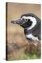 Magellanic Penguin, Portrait at Burrow. Falkland Islands-Martin Zwick-Stretched Canvas