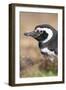 Magellanic Penguin, Portrait at Burrow. Falkland Islands-Martin Zwick-Framed Photographic Print