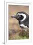 Magellanic Penguin, Portrait at Burrow. Falkland Islands-Martin Zwick-Framed Photographic Print