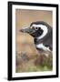 Magellanic Penguin, Portrait at Burrow. Falkland Islands-Martin Zwick-Framed Photographic Print