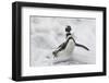 Magellanic Penguin (Spheniscus magellanicus) adult, emerging from surf, Falkland Islands-Bill Coster-Framed Photographic Print