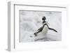 Magellanic Penguin (Spheniscus magellanicus) adult, emerging from surf, Falkland Islands-Bill Coster-Framed Photographic Print