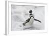 Magellanic Penguin (Spheniscus magellanicus) adult, emerging from surf, Falkland Islands-Bill Coster-Framed Photographic Print