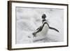 Magellanic Penguin (Spheniscus magellanicus) adult, emerging from surf, Falkland Islands-Bill Coster-Framed Photographic Print