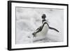 Magellanic Penguin (Spheniscus magellanicus) adult, emerging from surf, Falkland Islands-Bill Coster-Framed Photographic Print