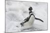 Magellanic Penguin (Spheniscus magellanicus) adult, emerging from surf, Falkland Islands-Bill Coster-Mounted Photographic Print