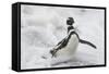 Magellanic Penguin (Spheniscus magellanicus) adult, emerging from surf, Falkland Islands-Bill Coster-Framed Stretched Canvas