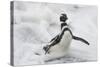 Magellanic Penguin (Spheniscus magellanicus) adult, emerging from surf, Falkland Islands-Bill Coster-Stretched Canvas