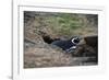 Magellanic penguin, Spheniscus magellanicus, at the entrance of its burrow.-Sergio Pitamitz-Framed Photographic Print