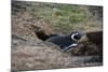 Magellanic penguin, Spheniscus magellanicus, at the entrance of its burrow.-Sergio Pitamitz-Mounted Photographic Print