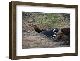 Magellanic penguin, Spheniscus magellanicus, at the entrance of its burrow.-Sergio Pitamitz-Framed Photographic Print