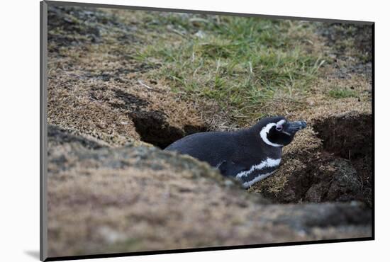 Magellanic penguin, Spheniscus magellanicus, at the entrance of its burrow.-Sergio Pitamitz-Mounted Photographic Print