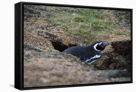 Magellanic penguin, Spheniscus magellanicus, at the entrance of its burrow.-Sergio Pitamitz-Framed Stretched Canvas