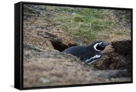 Magellanic penguin, Spheniscus magellanicus, at the entrance of its burrow.-Sergio Pitamitz-Framed Stretched Canvas