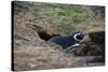 Magellanic penguin, Spheniscus magellanicus, at the entrance of its burrow.-Sergio Pitamitz-Stretched Canvas